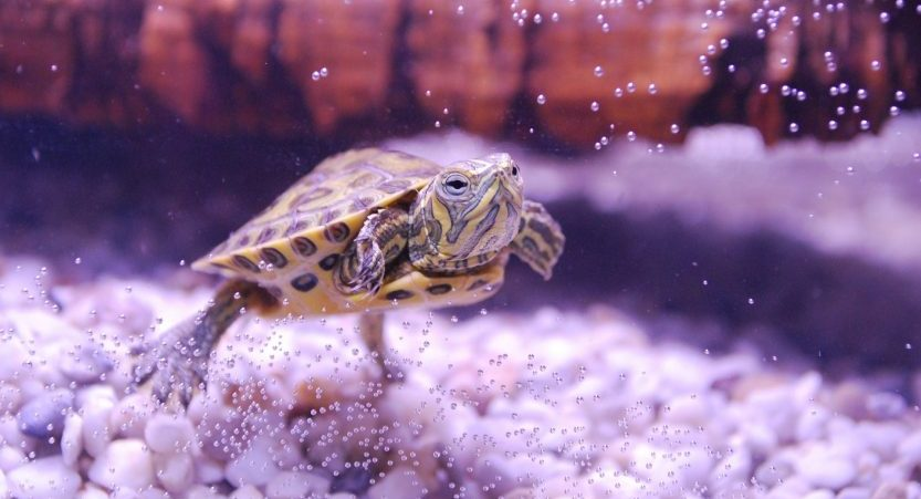 tortuga-marina-nadando-en-el-agua
