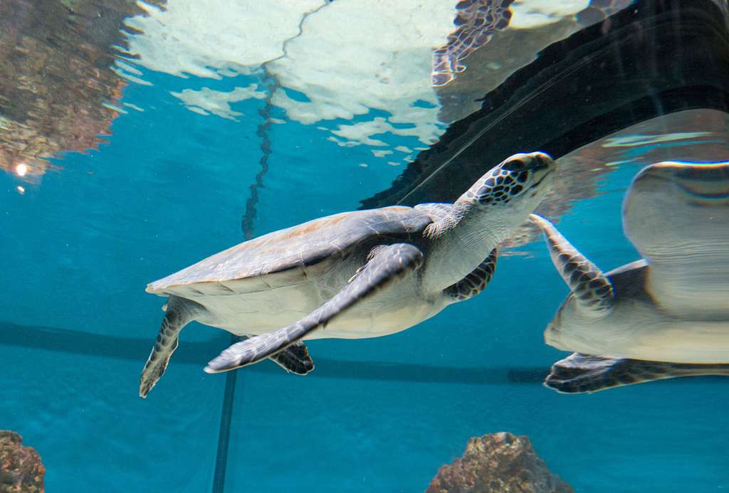 tortuga-de-agua-en-acuario