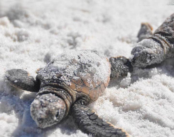 tortugas-hielo-nieve-hibernan