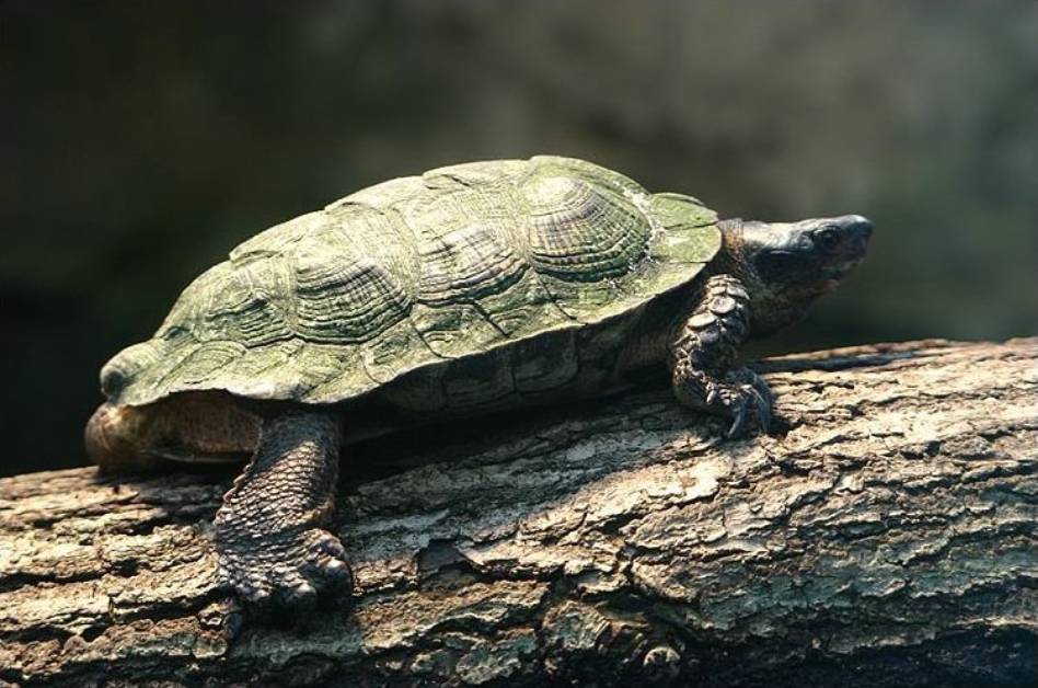tortuga-del-bosque