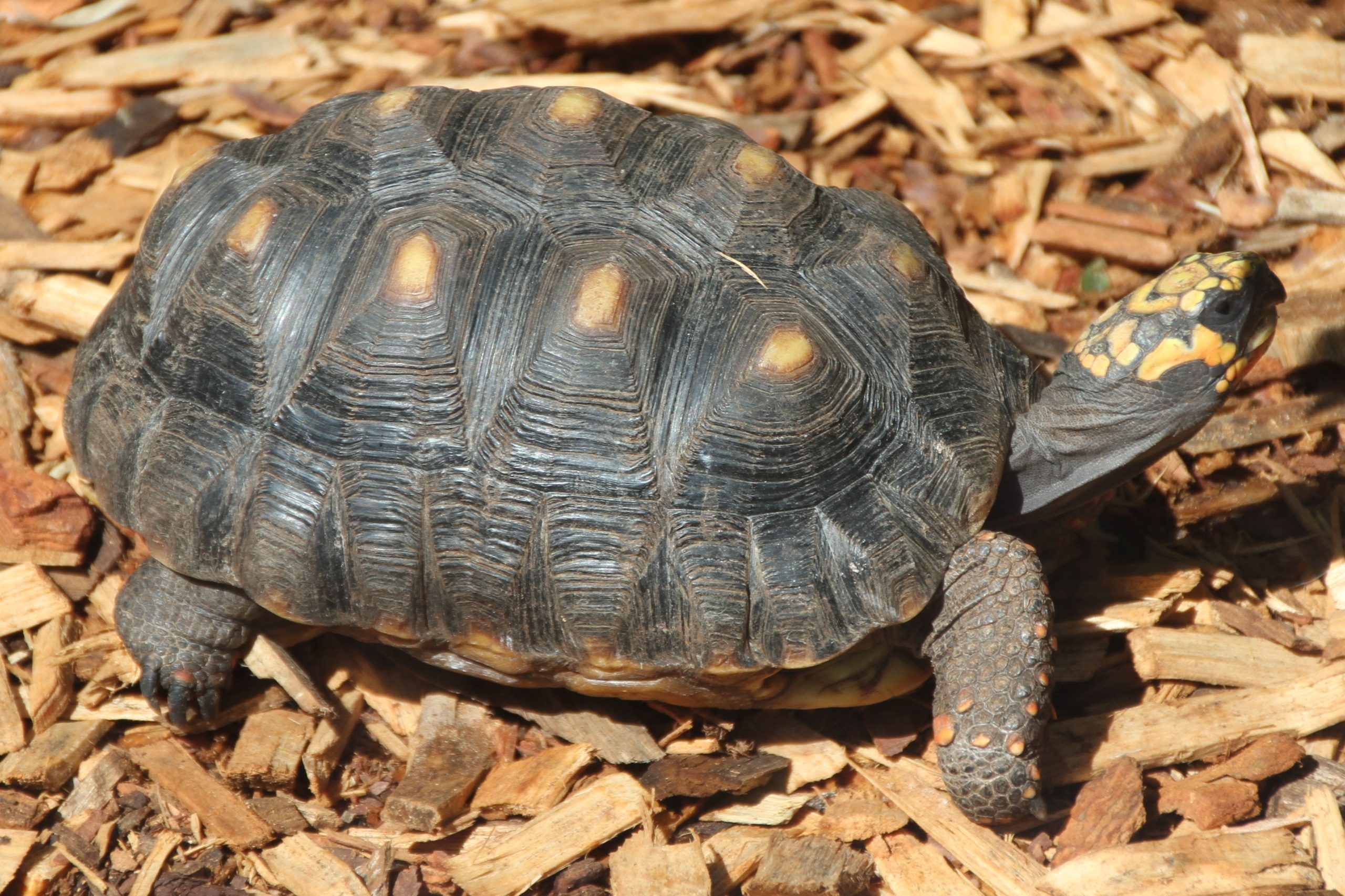 tortuga-patas-rojas-morrocoy
